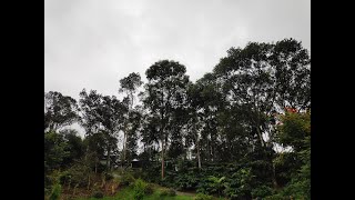 The Mountain Courtyard Thekkady [upl. by Nessah139]