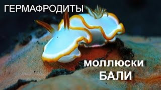 КРАСИВЕЙШИЕ ГЕРМАФРОДИТЫголожаберные моллюски  опасны и прекрасныДАЙВИНГ БАЛИ [upl. by Burnley]