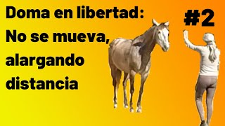 Pidiendo cada vez mas distancia entre la yegua y el humano segundo día practicando este ejercicio [upl. by Ahsenad]