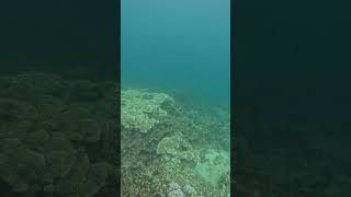 Snorkeling Adventure Once Islas Zamboanga Healing Reef [upl. by Alial]