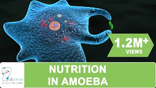 NUTRITION IN AMOEBA [upl. by Ogir]