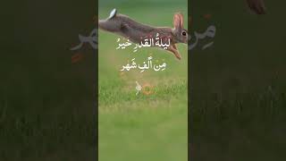 Quranelkarim world natural Relax القرانالكريم سورةالقدر طبيعةساحرة ريلاكس [upl. by Einaeg]