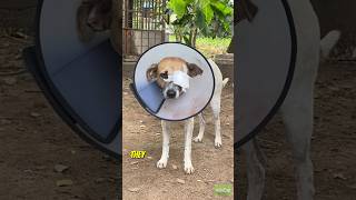 🐾 Rescue Story Update 🐾 saveanimallife nestconservationsociety NestSociety doglover [upl. by Nbi]