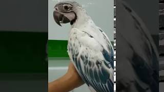 Rarest and most expensive parrot  macaw in the world [upl. by Debora911]