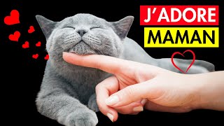 13 Façons De Faire Plaisir A Ton Chat 👉 Que tu Ne Fais Pas Souvent [upl. by Eadahs]