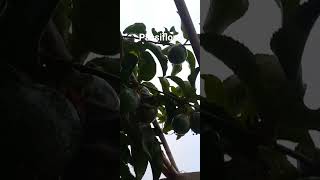 passiflora shortvideo plantable fruit morocco plantathome plantagarden gardenning nature [upl. by Bokaj]