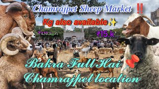 Chamarajpet k Bakra 2024‼️Bangalor PART 3〽️ Full Details 👀 Number IN ✨ Amingad Bakra🐐farhad95sf [upl. by Anaya]