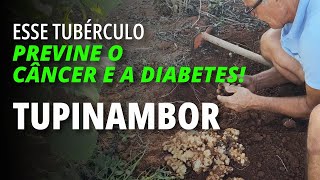 Conheça o TupinamboGirassolbatateiro  ÓTIMO PARA QUEM TEM DIABETES vidanaroça [upl. by Acnairb]