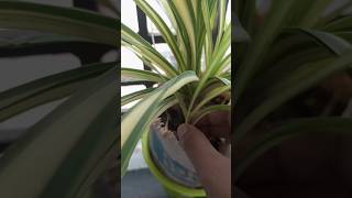 What I do with cute spider plant plants spiderplant gardening youtubeshorts [upl. by Oshinski]