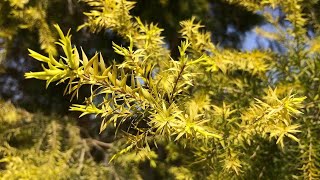 Melaleuca Plant  How to Care for Melaleuca Plant  Tea Tree Plant  RM Garden [upl. by Tove528]