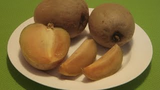 How to Eat Sapodilla Sapota Chikoo Chiku Naseberry Chico Fruit [upl. by Yrdua]