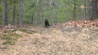 Fisher Cat and baby 3 [upl. by Mclaurin]