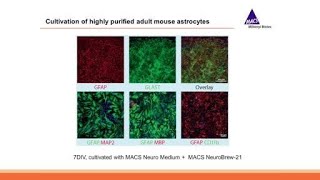 Webinar Adult Brain Dissociation and Neural Cell Isolation [upl. by Ayita]