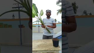 Dieffenbachia propagation in just 30 seconds natasartistry dieffenbachia indoorplants plants [upl. by Dami]