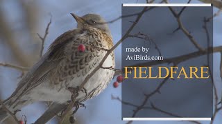 Fieldfare Turdus Pilaris [upl. by Julio954]