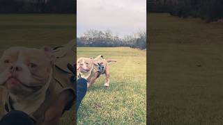 Draco with the tackle pitbullife rednosepitbull americanbully dracoadventures dogtraining ￼ [upl. by Beutner843]