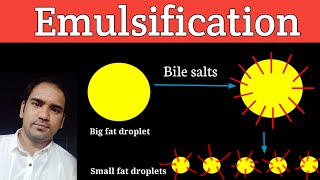 Emulsification Of Lipids  Definition ll Process ll Role of Emulsification in Lipids Digestion [upl. by Notwal]