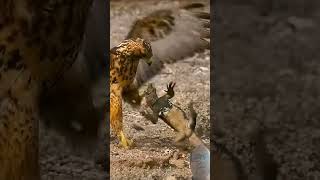 Eagle collecting their food wildlife eagles animals birds hawk world traveler nature [upl. by Tala905]