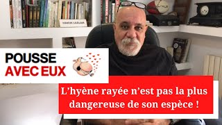 L’hyène rayée n’est pas la plus dangereuse de son espèce [upl. by Stinson840]