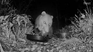 cute possum chomping on peanuts [upl. by Goss]