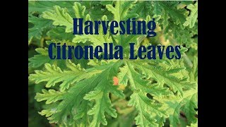 End of Season  Harvesting Citronella Pelargonium citrosum Leaves [upl. by Euqinwahs]