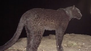 The Real Black Panther  Black Leopard Spotted in Kenya [upl. by Airym]