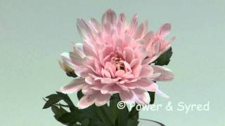 000060201 Chrysanthemum in food dye [upl. by Ruyam]