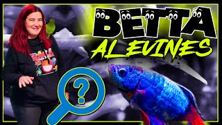 ¿Qué pasa con los ALEVINES 🐟🐡Peces BETTA 15 Crías [upl. by Aniles767]