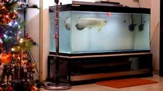 HD My Green Arowana [upl. by Pinckney]