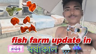 fish farm update  guppy fish farm in Kolkata  guppy fish price guppyfish fishfarming update [upl. by Zoellick417]