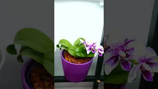 Saving Phalaenopsis Orchid keiki from dried mother plant UPDATE orchidcare phalaenopsis keiki [upl. by Ardek]