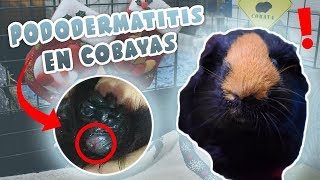 🐾 PODODERMATITIS ULCERATIVA EN COBAYAS 🐹 Qué es causas síntomas prevención [upl. by Igic]