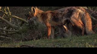 Korte natuurfilm Jonge vosjes met moeder vos [upl. by Alleusnoc522]