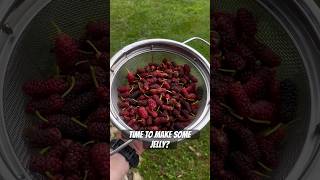 It’s mulberry season in East Tennessee  harvesting wild berries to make jelly  homemade berries [upl. by Cheri]