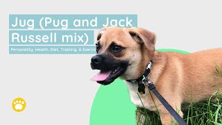 Jug Dog Breed Personality Health Diet Training and Exercise [upl. by Ssej564]