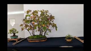 Mostra e Atelier de Bonsai Rio Meão Santa Maria da Feira [upl. by Vijar]