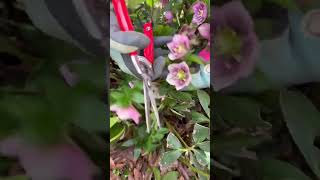 Removing the winter damaged foliage from your hellebores also know as Lenten roses [upl. by Ardisj]