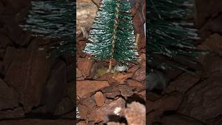 Jumping Spider Waits Under Her Christmas Tree For Food SUPER CUTE [upl. by Ocisnarf]