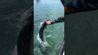 Feeding Tarpon on Caye Caulker Belize 🇧🇿 belize travel [upl. by Naneek]