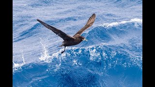 Petrels in flight on the Flock to Marion 2022 Mouse free Marion Southern Ocean Marion Island [upl. by Killian]