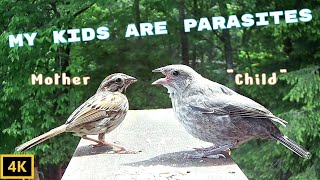 Brown Headed Cowbird Parasites Raised by Song Sparrows [upl. by Celene]