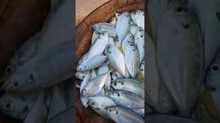 Small trevally fish very suitable for dry fryingfishing fish seafood [upl. by Colton]