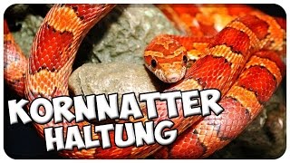 Kornnatter Haltung Kornnattern richtig halten Tipps pantherophis guttatus  corn snake [upl. by Nreval]