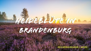 Fotografieren in der Reicherskreuzer Heide [upl. by Ettelliw]