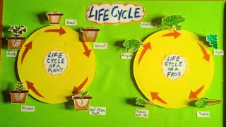 The Life Cycle of a Frog  Life Cycle Of a Plant  how plant grow  life cycle of Frogplant model [upl. by Enileuqkcaj]