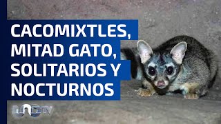 Se buscan cacomixtles que habitan en la CDMX [upl. by Ashti]