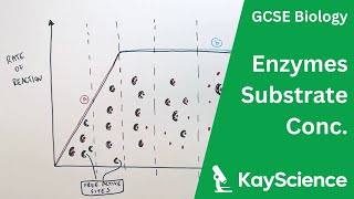 How Substrate Concentration Effects Enzyme Activity  GCSE Biology  kaysciencecom [upl. by Beeck]