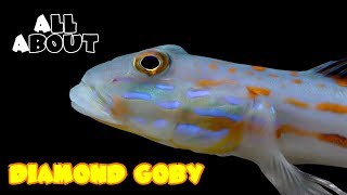 All About The Diamond Goby [upl. by Bennett]