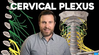 The Cervical Plexus Explained  Corporis [upl. by Kirby12]