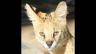 Rio Gorongosa Introduction 4K [upl. by Anidnamra]